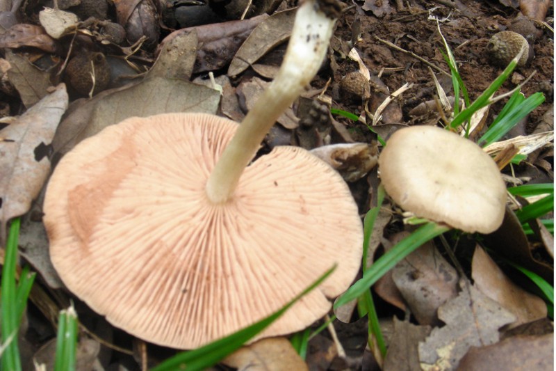 Entoloma rhodopolium ??